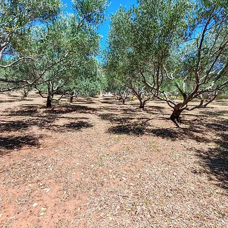 Willa Olive Garden Platinum,