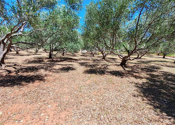 Vila Olive Garden Platinum,